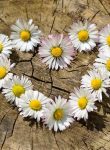 daisy-712892_640-min