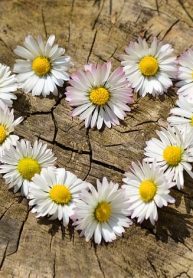 daisy-712892_640-min