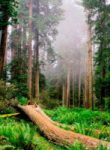 bosques-de-puebla-destacada-200×200