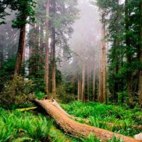 bosques-de-puebla-destacada-200×200